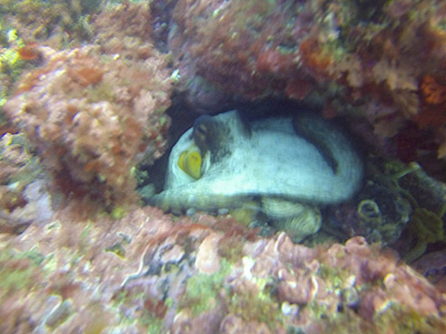Diving Life - Dive Center in Spain