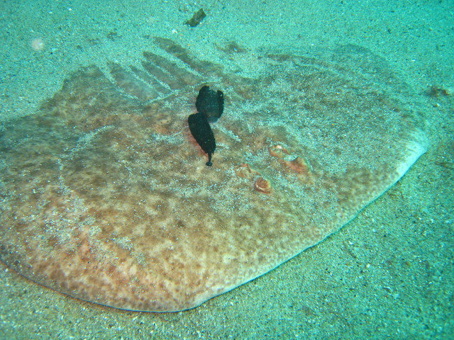 Kenna Eco Diving - Dive Center in Spain