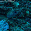 Picture taken during the dive