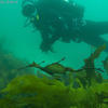 Picture taken during the dive