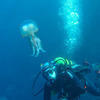 Picture taken during the dive