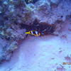 Picture taken during the dive