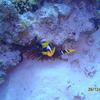 Picture taken during the dive