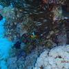 Picture taken during the dive