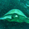Picture taken during the dive