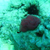 Picture taken during the dive