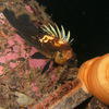 Picture taken during the dive