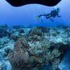 Picture taken during the dive