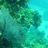 Picture taken during the dive