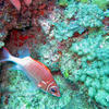 Picture taken during the dive