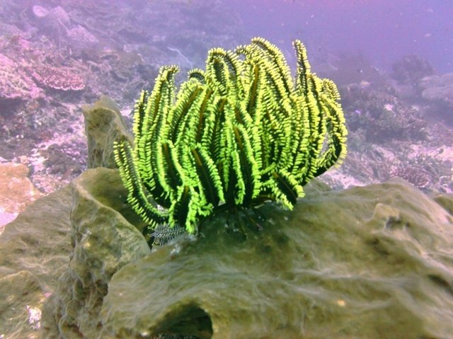 Diving Indo - Dive Center in Indonesia