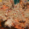 Picture taken during the dive