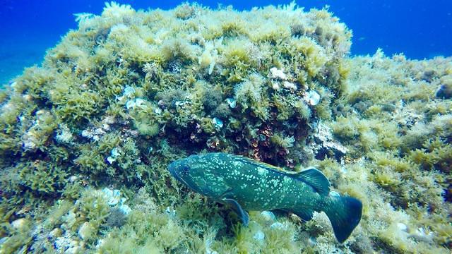 Diving in Spain, Santa Ponca, Mallorca - By Mike Curd