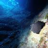 Picture taken during the dive