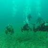 Picture taken during the dive
