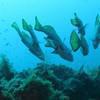 Picture taken during the dive