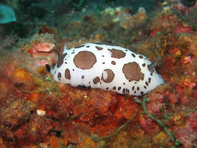 Buceo Cabo La Nao - Dive Center in Spain