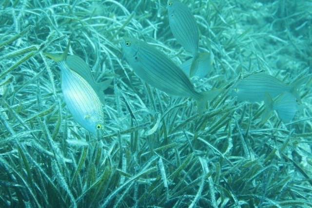 Argentario Diving Planet - Dive Center in Italy