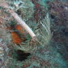 Picture taken during the dive
