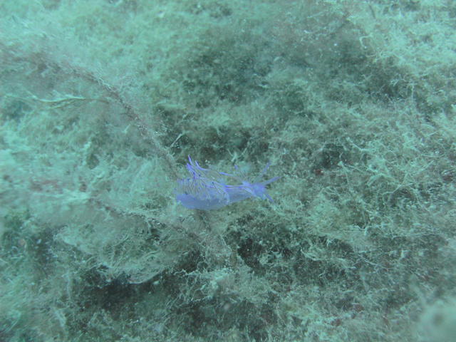 Aquaage Diving Center - Dive Center in Turkey