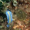 Picture taken during the dive