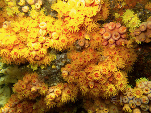 Aqualander Mergulho - Dive Center in Brazil