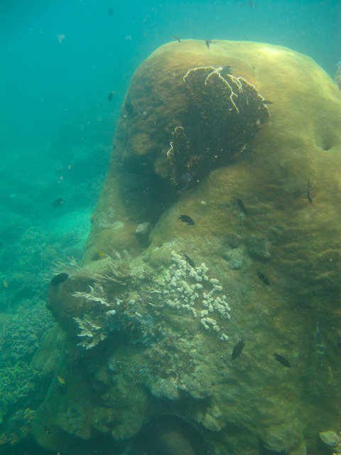 Living Colours Diving Resort - Dive Center in Indonesia
