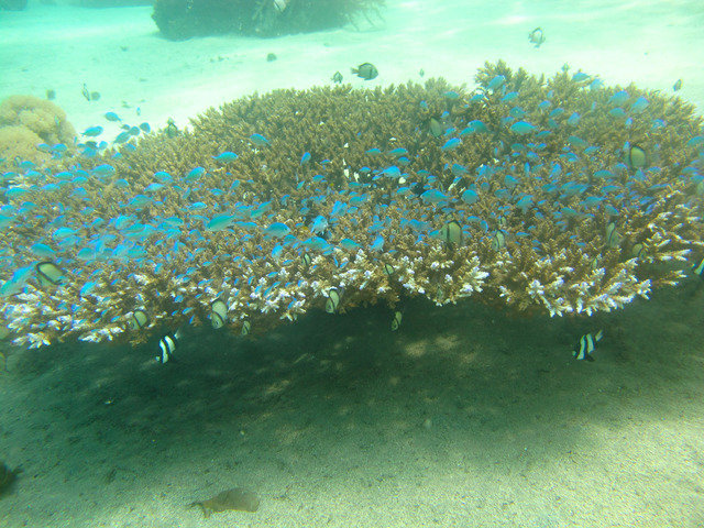 Living Colours Diving Resort - Dive Center in Indonesia
