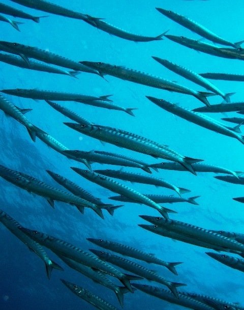 Kembali Diving Ltd - Dive Center