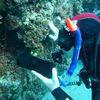 Picture taken during the dive