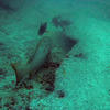 Picture taken during the dive