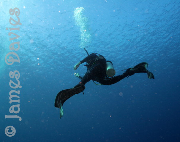 Taveuni Dive - Dive Center