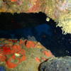 Picture taken during the dive