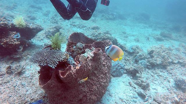 Submariner Diving Center - Dive Center in Philippines