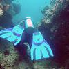 Picture taken during the dive