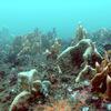 Picture taken during the dive