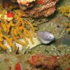 Picture taken during the dive
