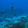 Picture taken during the dive