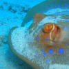 Picture taken during the dive