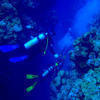 Picture taken during the dive