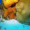 Picture taken during the dive