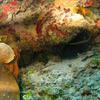 Picture taken during the dive