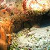 Picture taken during the dive