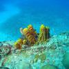 Picture taken during the dive