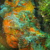 Picture taken during the dive