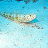 Picture taken during the dive