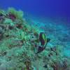 Picture taken during the dive
