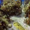 Picture taken during the dive