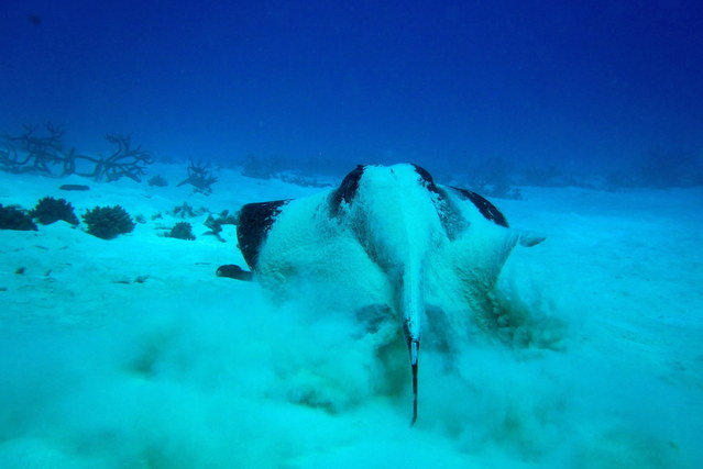 Diving in Australia, Flynn Reef, Cairns - By Matthias