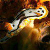 Picture taken during the dive